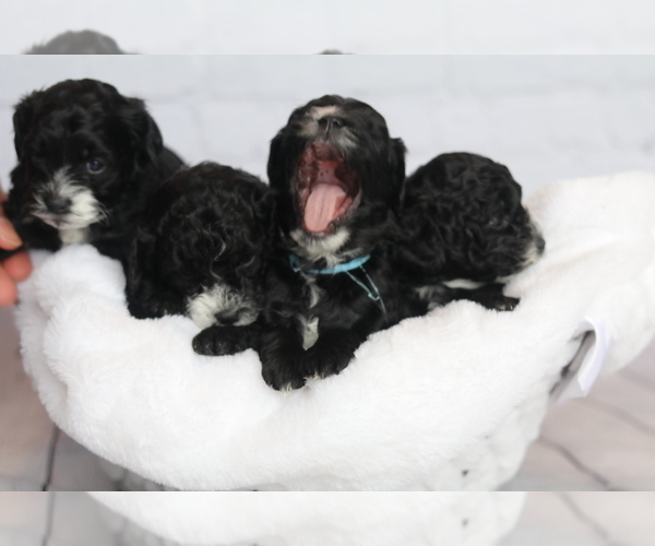 Medium Photo #1  Breeder Profile in RAYMOND, MN, USA