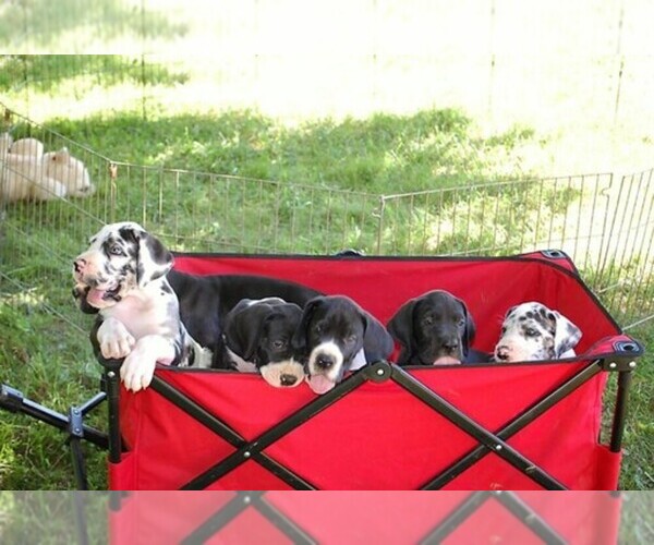 Medium Photo #1  Breeder Profile in SPRINGFIELD, MO, USA