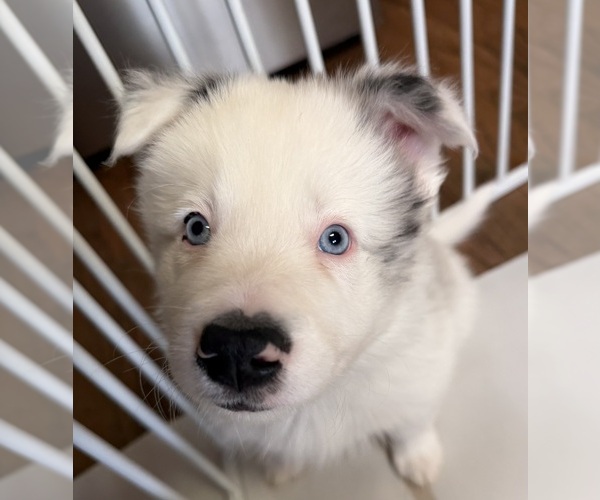 Medium Photo #6  Breeder Profile in FRANKFORT, IL, USA