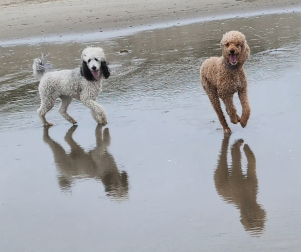 Medium Photo #1  Breeder Profile in MEDFORD, OR, USA
