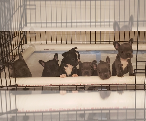Medium Photo #1  Breeder Profile in MORENO VALLEY, CA, USA