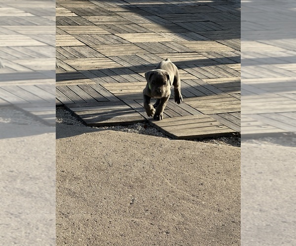 Medium Photo #6  Breeder Profile in STUART, IA, USA