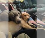 Small #1 Breeder Profile image