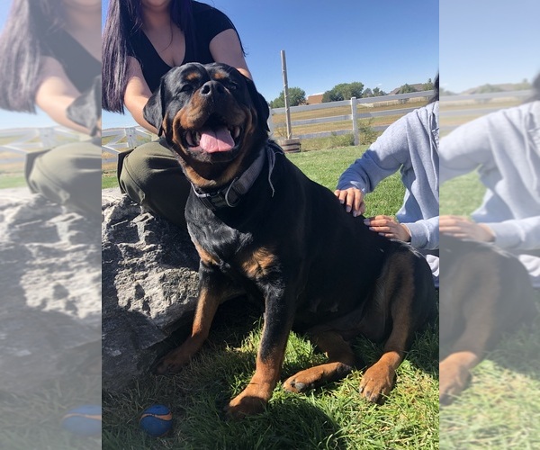 Medium Photo #2  Breeder Profile in STRASBURG, CO, USA