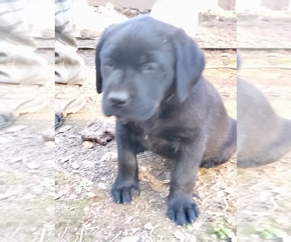 Medium Photo #5  Breeder Profile in IONE, CA, USA