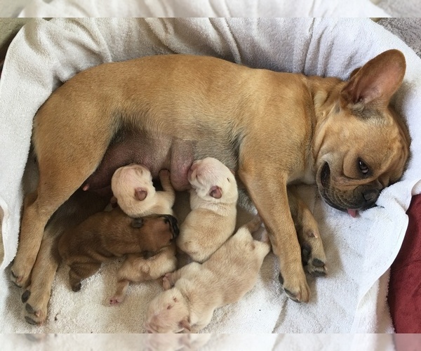 Medium Photo #1  Breeder Profile in CAVE CREEK, AZ, USA