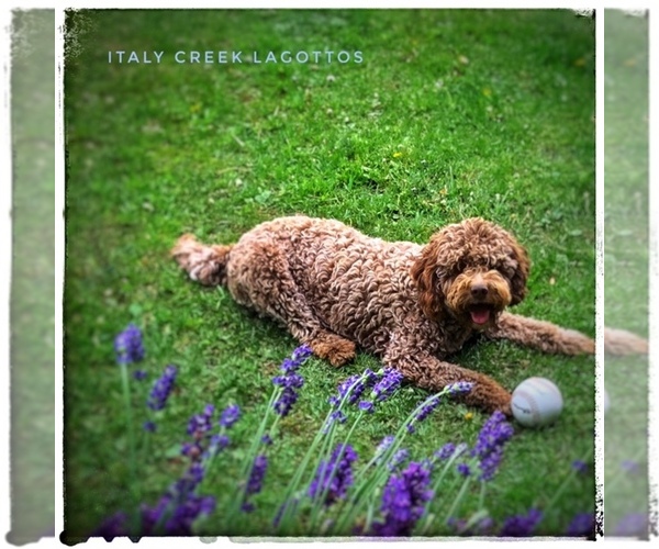 Medium Photo #1  Breeder Profile in Christina Lake, British Columbia, Canada