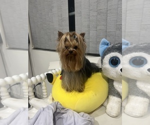 Yorkshire Terrier Dog Breeder near LOS ANGELES, CA, USA