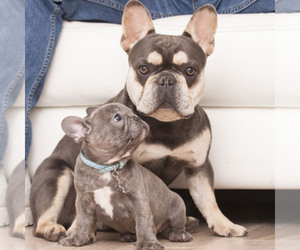 French Bulldog Dog Breeder near WEST PALM BEACH, FL, USA