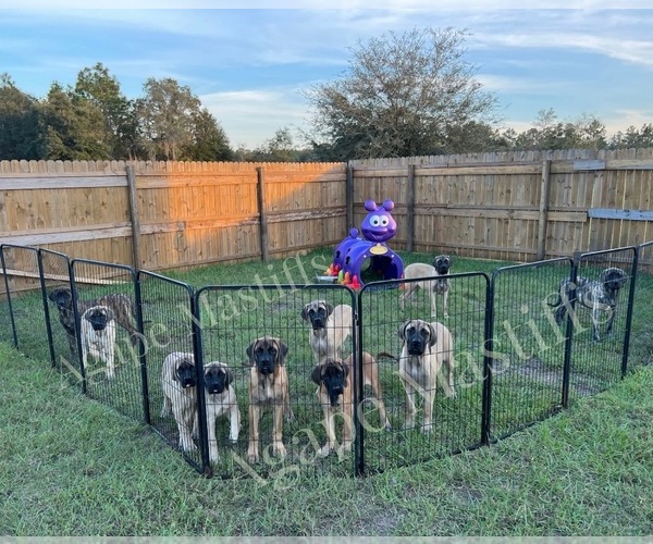 Medium Photo #51  Breeder Profile in MORRISTON, FL, USA