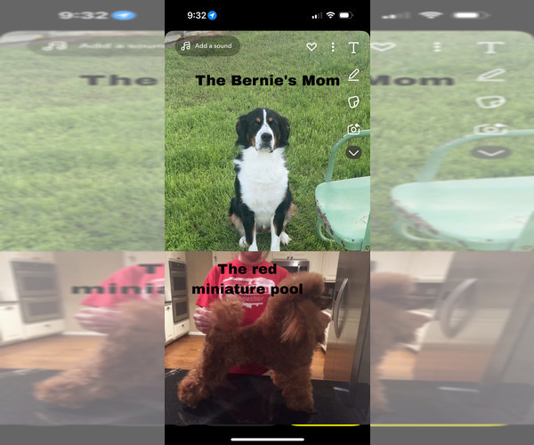 Medium Photo #1  Breeder Profile in DURANT, OK, USA