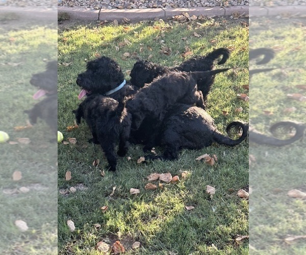 Medium Photo #1  Breeder Profile in SUN CITY, AZ, USA