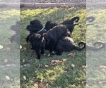 Small breeder photo