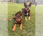 Small #39 Breeder Profile image