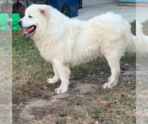 Medium Photo #104  Breeder Profile in TWINING, MI, USA