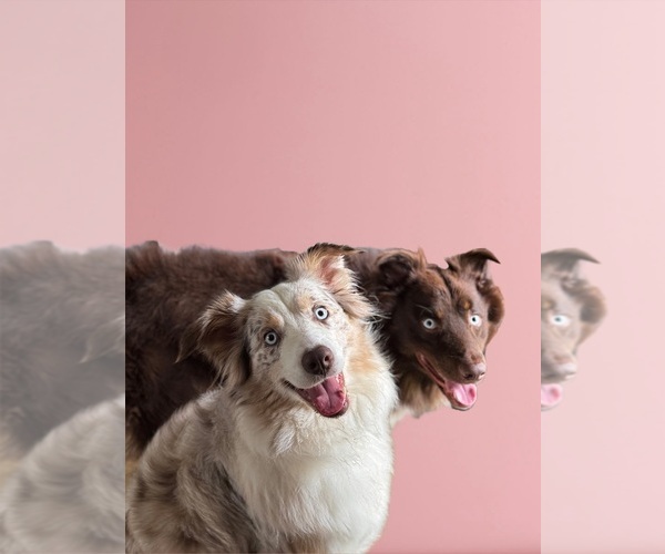 Medium Photo #1  Breeder Profile in WHITES CREEK, TN, USA