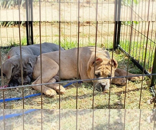 Medium Photo #9  Breeder Profile in NORMAN, OK, USA