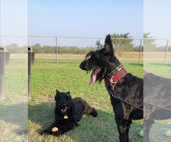 Medium Photo #1  Breeder Profile in BROWNSVILLE, TX, USA