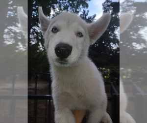 Siberian Husky Dog Breeder near FLORENCE, SC, USA