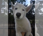 Small breeder photo