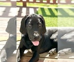 Small breeder photo