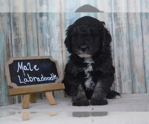 Labradoodle Dog Breeder in NILES,  USA