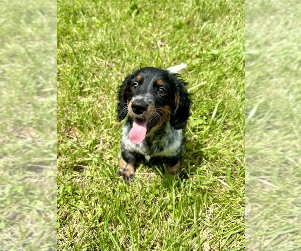 Medium Photo #1  Breeder Profile in BONNE TERRE, MO, USA