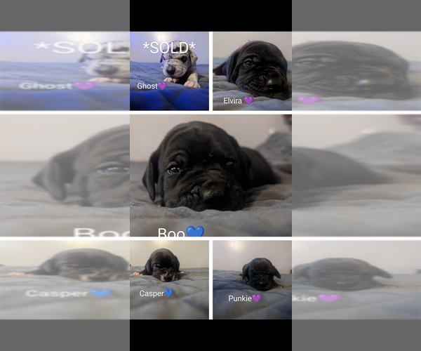 Medium Photo #1  Breeder Profile in COVINGTON, VA, USA