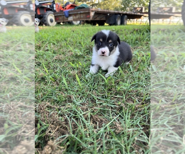 Medium Photo #1  Breeder Profile in STUART, OK, USA