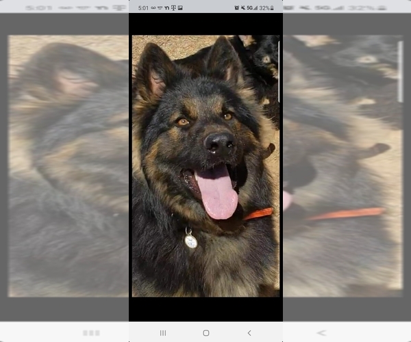 Medium Photo #1  Breeder Profile in OKLAHOMA CITY, OK, USA