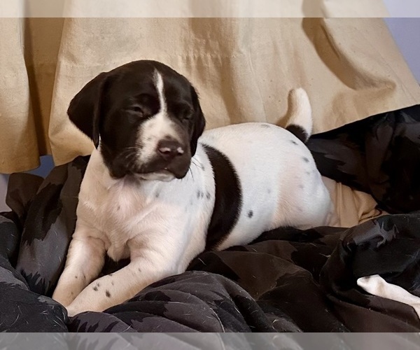 Medium Photo #23  Breeder Profile in LEXINGTON, SC, USA