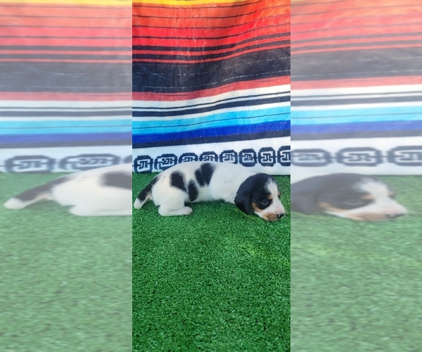 Medium Photo #4  Breeder Profile in CHICKAMAUGA, GA, USA
