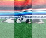 Small #3 Breeder Profile image