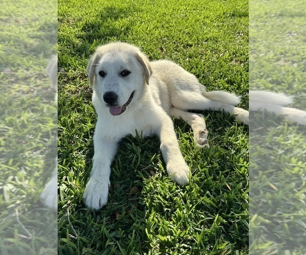 Medium Photo #8  Breeder Profile in VICTORIA, TX, USA