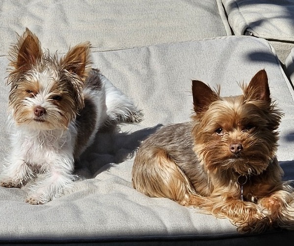 Medium Photo #1  Breeder Profile in KINGMAN, AZ, USA