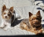 Small breeder photo