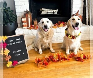 English Cream Golden Retriever Dog Breeder near BROOKVILLE, IN, USA