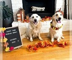 Small Photo #1  Breeder Profile in BROOKVILLE, IN, USA