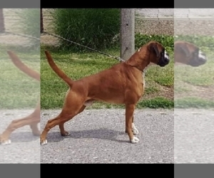 Boxer Dog Breeder in SHIPSHEWANA,  USA