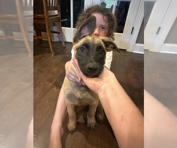 Medium Photo #29  Breeder Profile in ATHENS, AL, USA