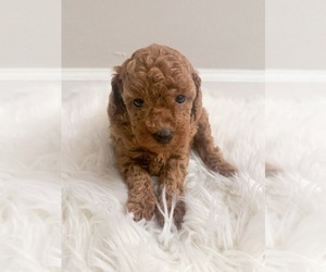 Poodle (Toy) Dog Breeder near LILBURN, GA, USA