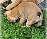 Small #82 Breeder Profile image