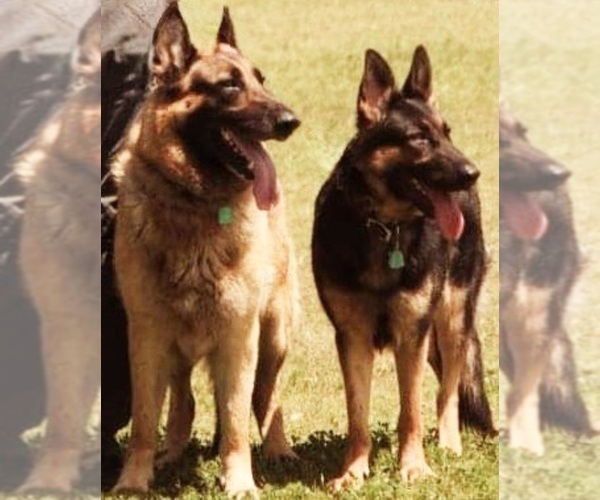 Medium Photo #1  Breeder Profile in HOUSTON, TX, USA