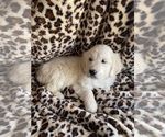 Small #9 Breeder Profile image