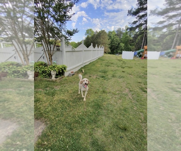 Medium Photo #7  Breeder Profile in TEMPLE, GA, USA