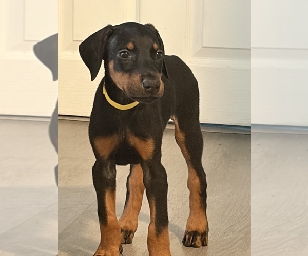Medium Photo #10  Breeder Profile in CHEPACHET, RI, USA