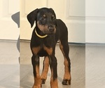 Small #9 Breeder Profile image
