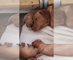 Small #29 Breeder Profile image