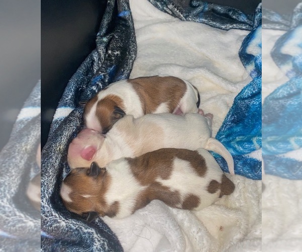 Medium Photo #7  Breeder Profile in PASADENA, MD, USA
