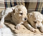 Small #4 Breeder Profile image